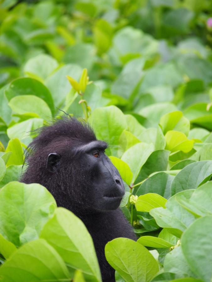 Renny'S Tangkoko Safety Stop Bitung Exteriör bild